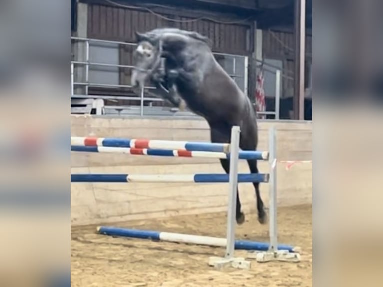 Oldenburger Springpaard Merrie 4 Jaar 172 cm Zwartschimmel in Hünfeld