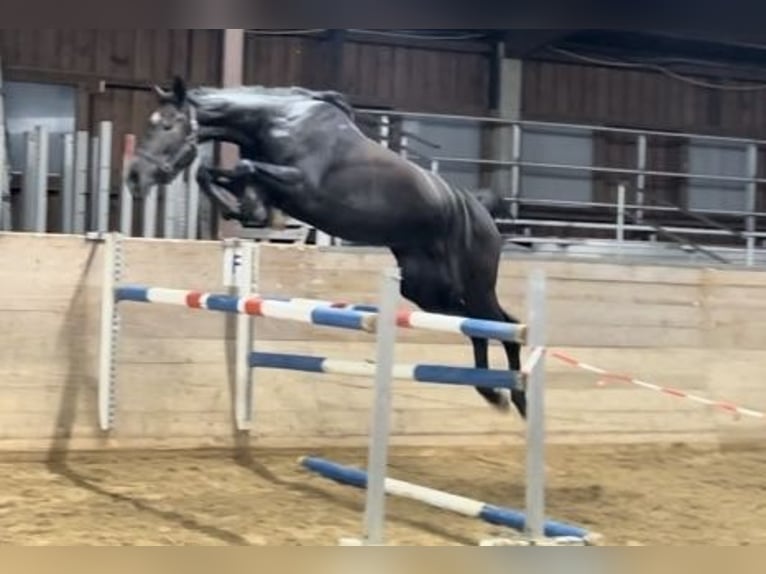 Oldenburger Springpaard Merrie 4 Jaar 172 cm Zwartschimmel in Hünfeld