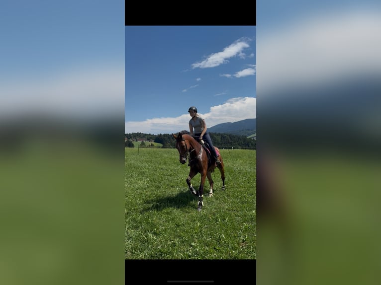 Oldenburger Springpaard Merrie 4 Jaar 175 cm Bruin in Traunstein