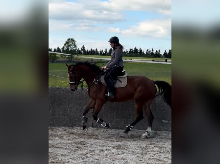 Oldenburger Springpaard Merrie 4 Jaar 175 cm Bruin in Traunstein