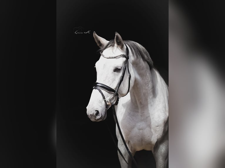 Oldenburger Springpaard Merrie 4 Jaar 176 cm Schimmel in Barver