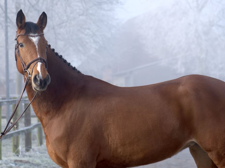 Oldenburger Springpaard Merrie 5 Jaar 160 cm Bruin in Herford