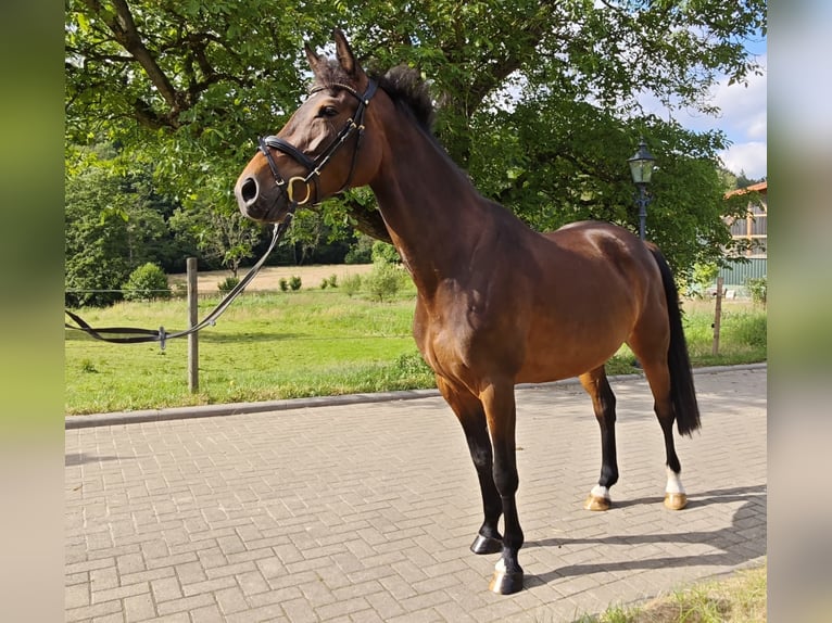 Oldenburger Springpaard Merrie 5 Jaar 160 cm Donkerbruin in Solingen
