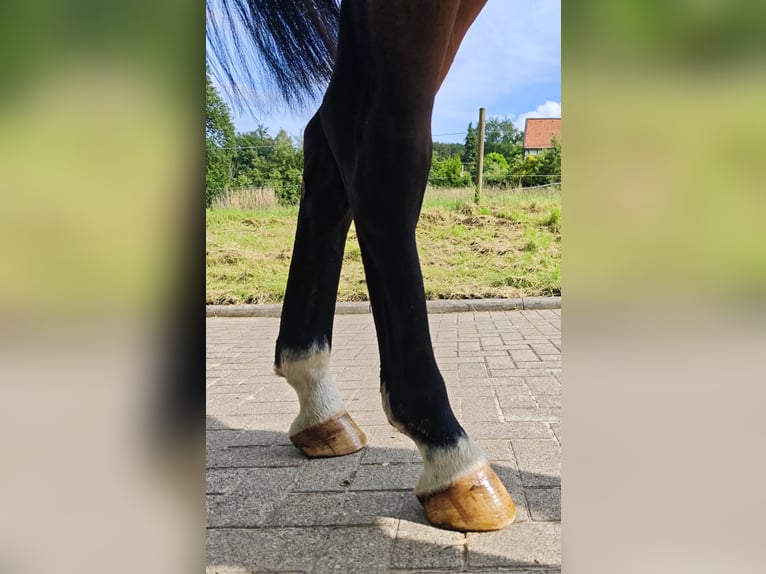 Oldenburger Springpaard Merrie 5 Jaar 160 cm Donkerbruin in Solingen