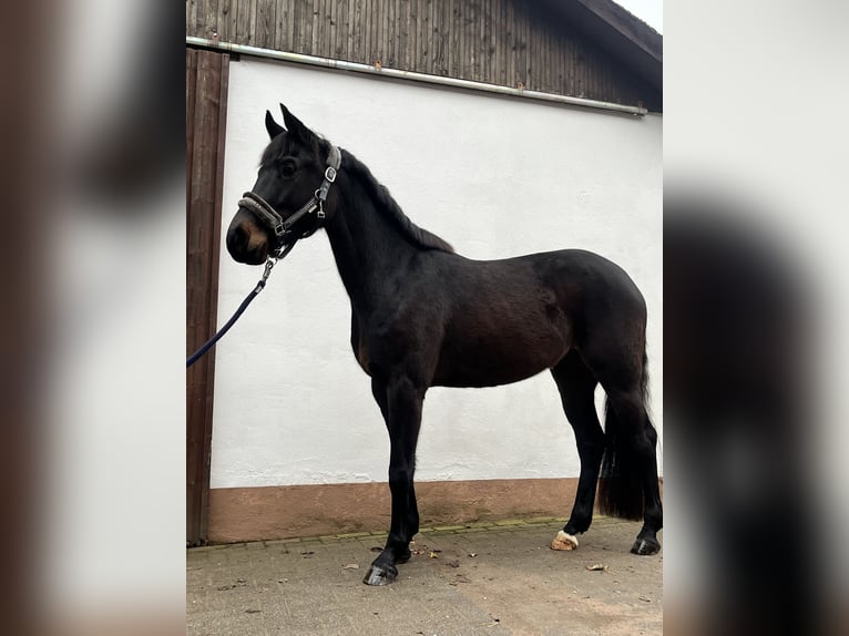 Oldenburger Springpaard Merrie 5 Jaar 160 cm Zwartbruin in Wittlich