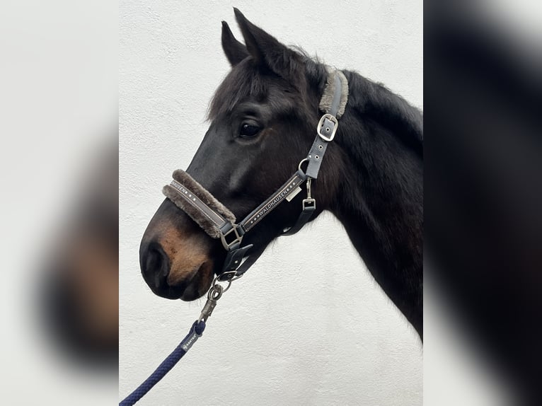 Oldenburger Springpaard Merrie 5 Jaar 160 cm Zwartbruin in Wittlich