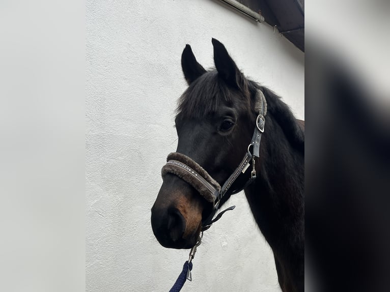 Oldenburger Springpaard Merrie 5 Jaar 160 cm Zwartbruin in Wittlich