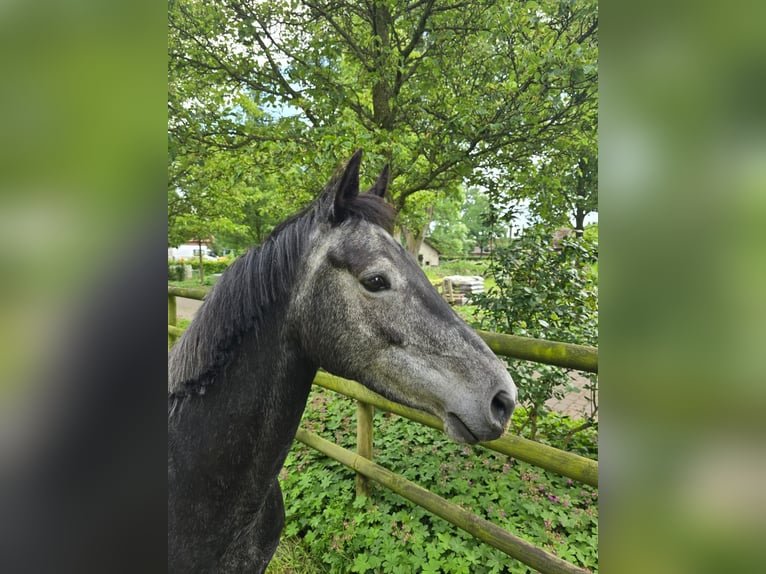 Oldenburger Springpaard Merrie 5 Jaar 160 cm Zwartschimmel in Löningen