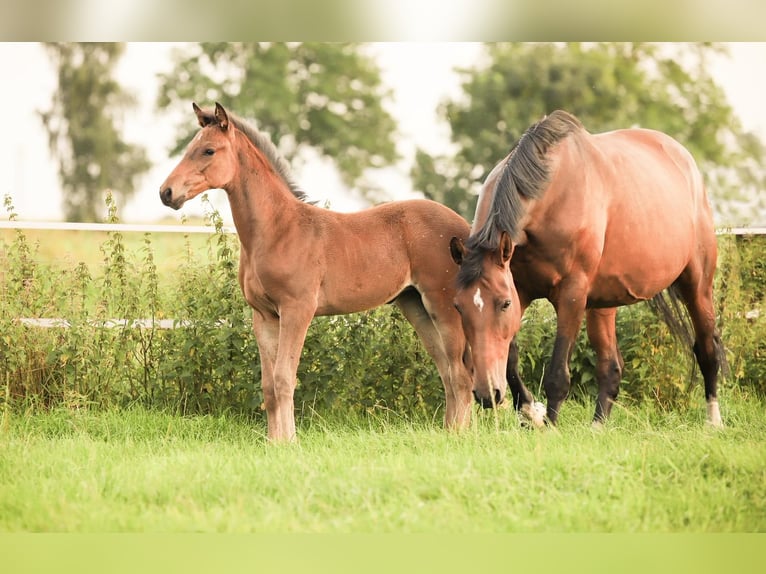Oldenburger Springpaard Merrie 5 Jaar 162 cm Donkerbruin in Lindern (Oldenburg)