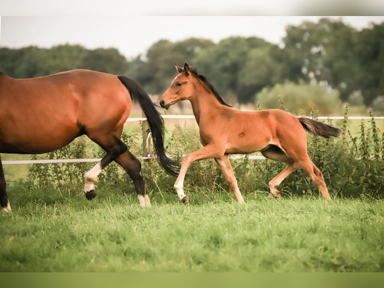 Oldenburger Springpaard Merrie 5 Jaar 162 cm Donkerbruin in Lindern (Oldenburg)