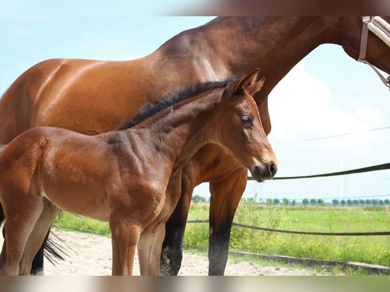 Oldenburger Springpaard Merrie 5 Jaar 162 cm Donkerbruin in Lindern (Oldenburg)