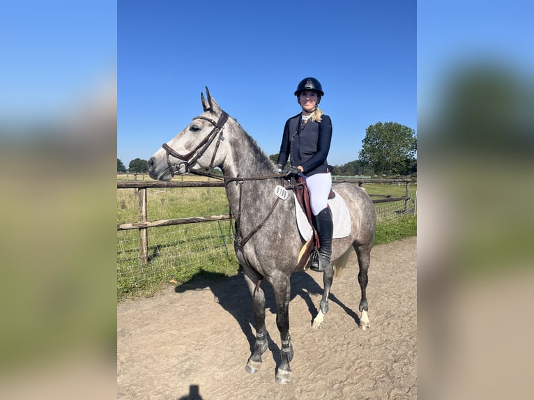 Oldenburger Springpaard Merrie 5 Jaar 162 cm kan schimmel zijn in Diekhusen-Fahrstedt