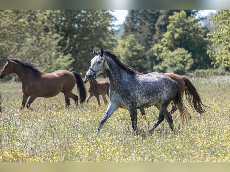 Oldenburger Springpaard Merrie 5 Jaar 162 cm Schimmel in Überherrn