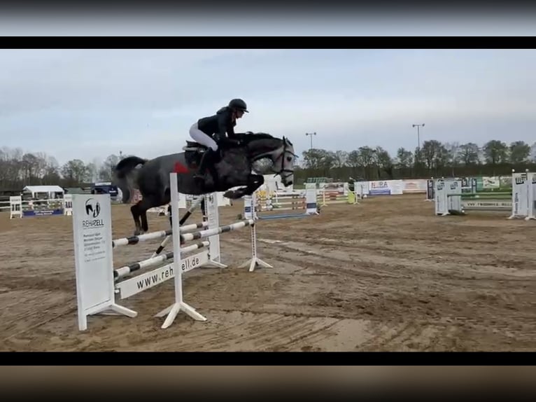 Oldenburger Springpaard Merrie 5 Jaar 163 cm Appelschimmel in Basdahl