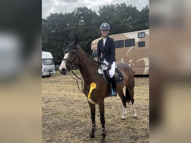 Oldenburger Springpaard Merrie 5 Jaar 163 cm Bruin in Osnabr&#xFC;ck