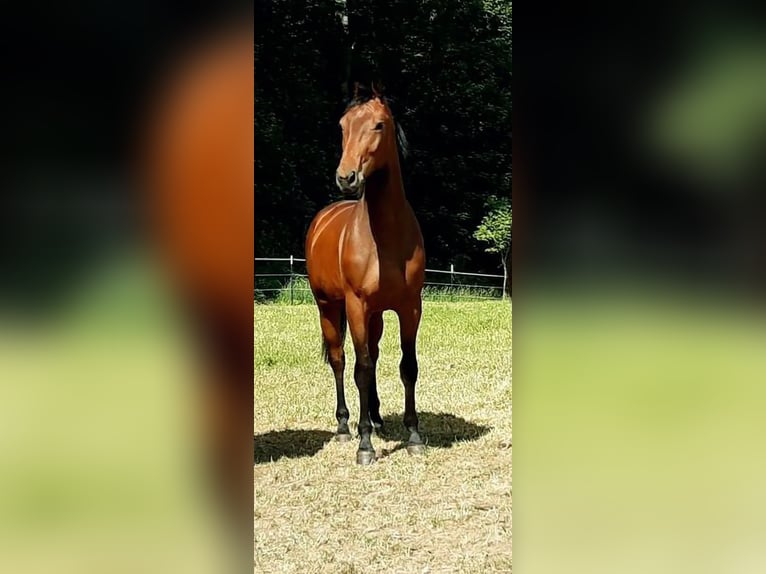 Oldenburger Springpaard Merrie 5 Jaar 163 cm Bruin in Modautal