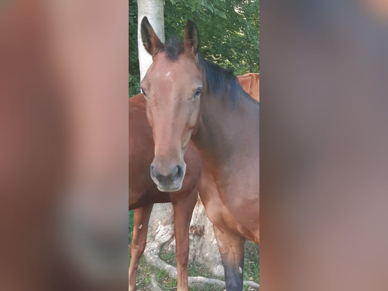 Oldenburger Springpaard Merrie 5 Jaar 163 cm Bruin in Modautal