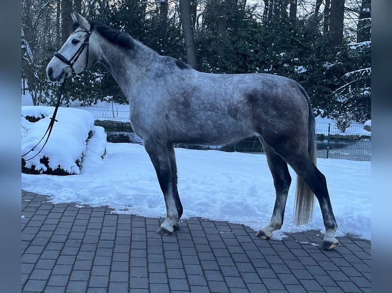 Oldenburger Springpaard Merrie 5 Jaar 163 cm Schimmel in Steinfeld (Oldenburg)