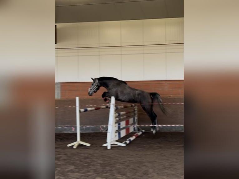 Oldenburger Springpaard Merrie 5 Jaar 163 cm Schimmel in Steinfeld (Oldenburg)