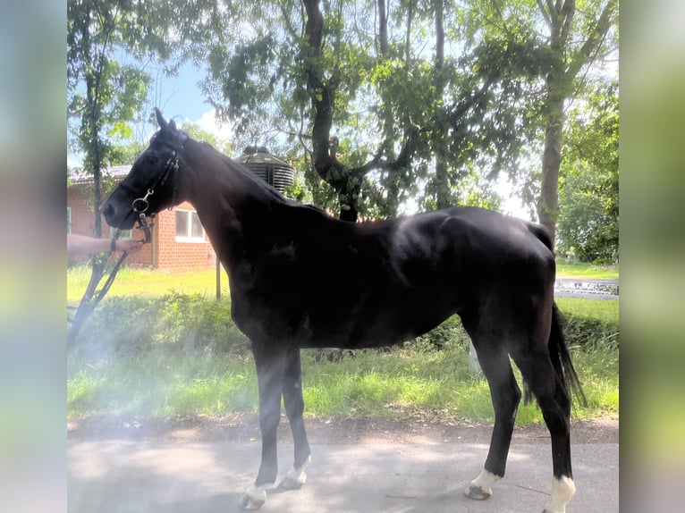 Oldenburger Springpaard Merrie 5 Jaar 163 cm Zwart in L&#xE4;hden