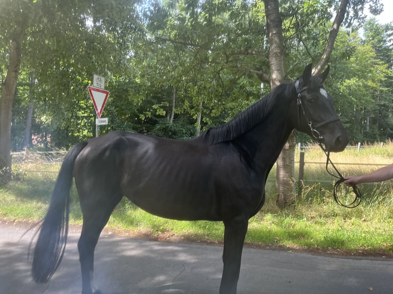 Oldenburger Springpaard Merrie 5 Jaar 163 cm Zwart in Lähden Oldenburger Springpaard Merrie 5 Jaar 163 cm Zwart in Lähden