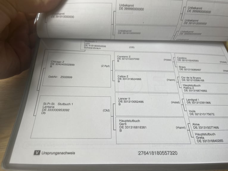 Oldenburger Springpaard Merrie 5 Jaar 163 cm Zwart in Lähden Oldenburger Springpaard Merrie 5 Jaar 163 cm Zwart in Lähden