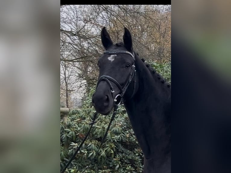 Oldenburger Springpaard Merrie 5 Jaar 163 cm Zwart in Hörstel