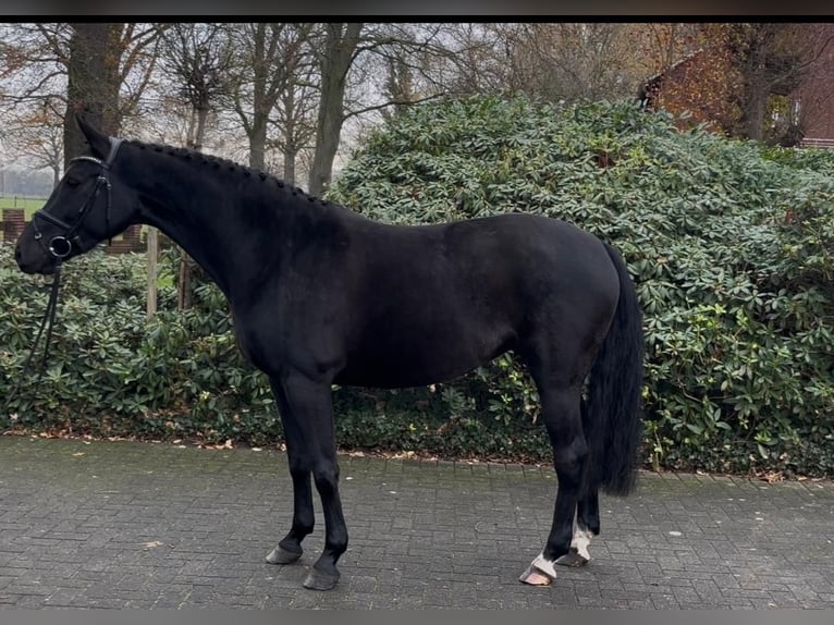 Oldenburger Springpaard Merrie 5 Jaar 163 cm Zwart in Hörstel