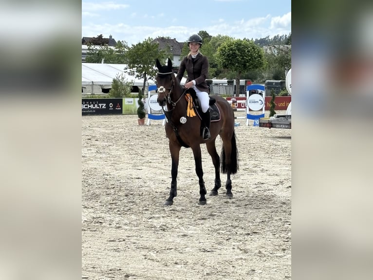 Oldenburger Springpaard Merrie 5 Jaar 164 cm Bruin in Rauschwitz
