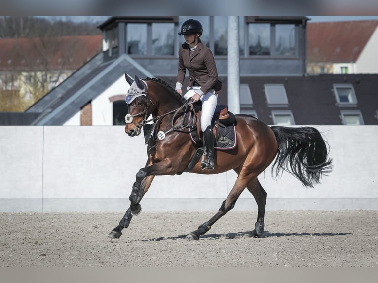Oldenburger Springpaard Merrie 5 Jaar 164 cm Bruin in Rauschwitz
