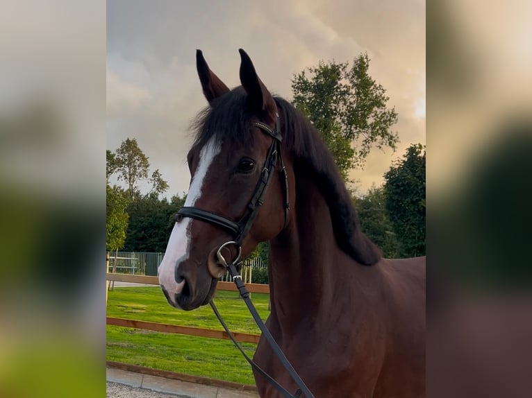 Oldenburger Springpaard Merrie 5 Jaar 164 cm Bruin in Wettrup