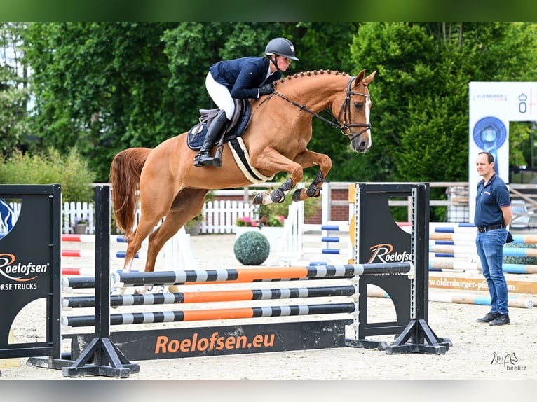 Oldenburger Springpaard Merrie 5 Jaar 164 cm Vos in Bad Bentheim