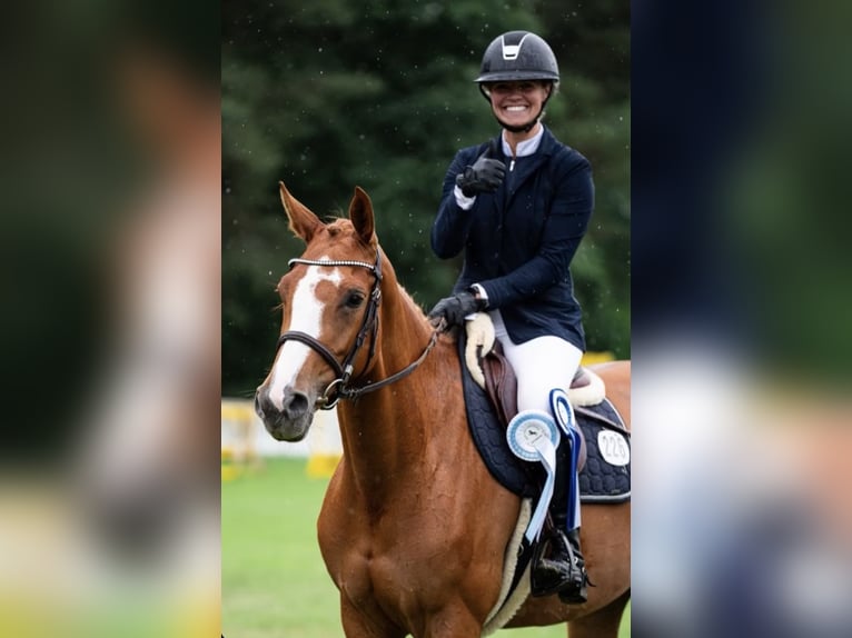 Oldenburger Springpaard Merrie 5 Jaar 164 cm Vos in Bad Bentheim