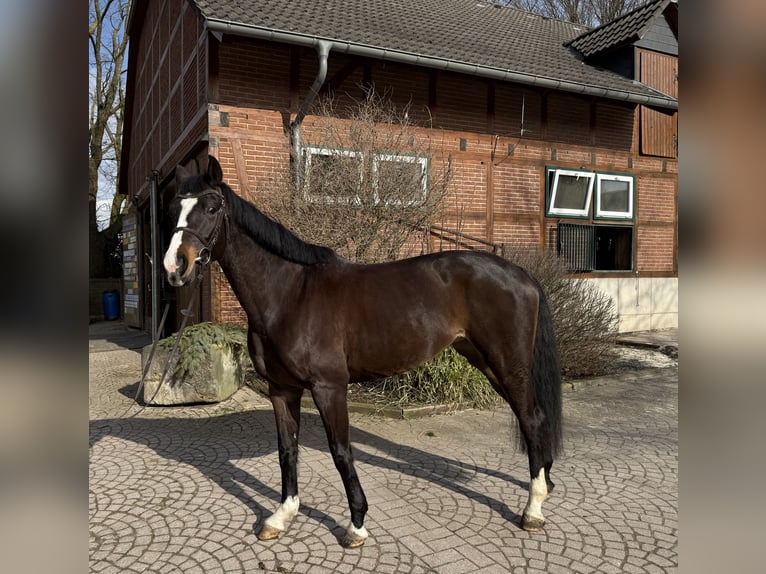Oldenburger Springpaard Merrie 5 Jaar 164 cm Zwartbruin in Bad Harzburg Westerode