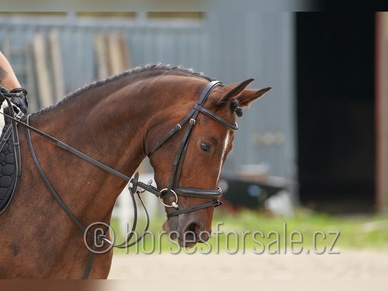 Oldenburger Springpaard Merrie 5 Jaar 165 cm Brown Falb schimmel in Tabor