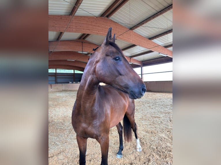 Oldenburger Springpaard Merrie 5 Jaar 165 cm Bruin in Mudershausen