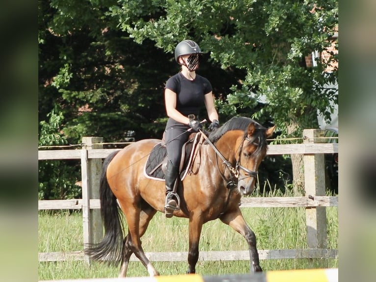 Oldenburger Springpaard Merrie 5 Jaar 165 cm Bruin in Saterland