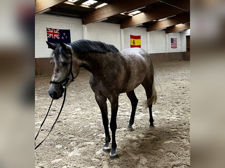 Oldenburger Springpaard Merrie 5 Jaar 165 cm in Kutenholz
