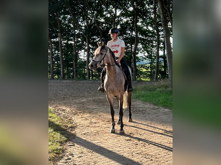 Oldenburger Springpaard Merrie 5 Jaar 165 cm in Kutenholz