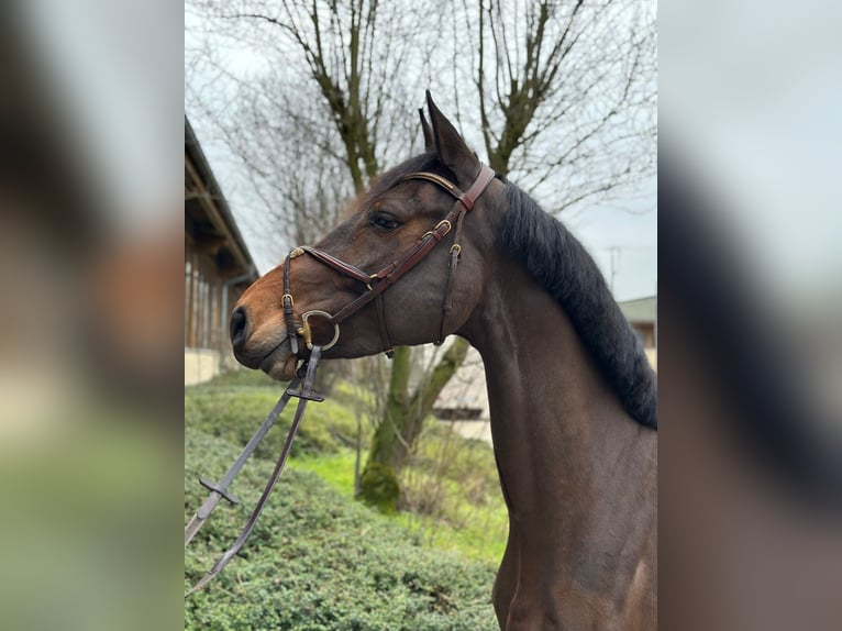 Oldenburger Springpaard Merrie 5 Jaar 166 cm Bruin in Sassenberg