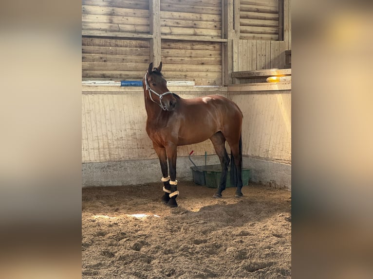 Oldenburger Springpaard Merrie 5 Jaar 167 cm Bruin in Mannheim