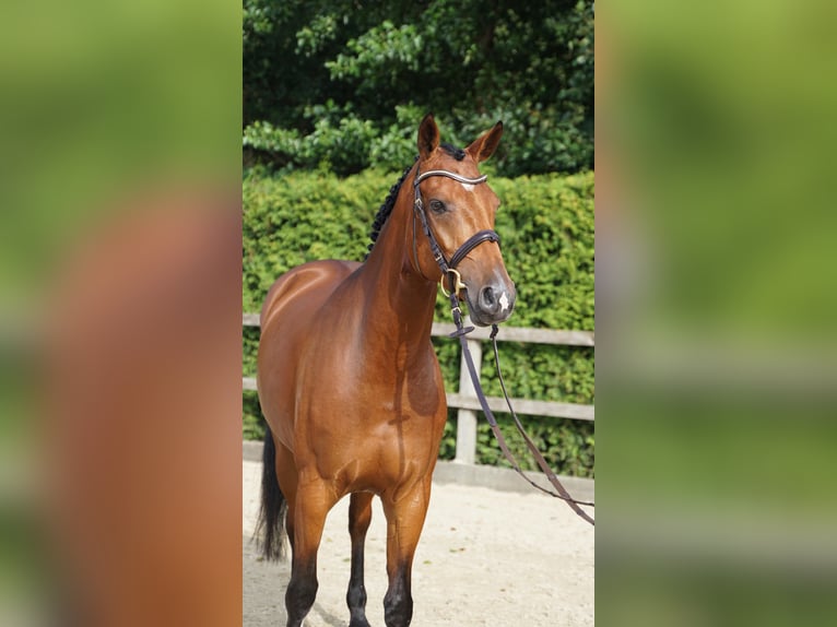 Oldenburger Springpaard Merrie 5 Jaar 167 cm Bruin in Lohne (Oldenburg)
