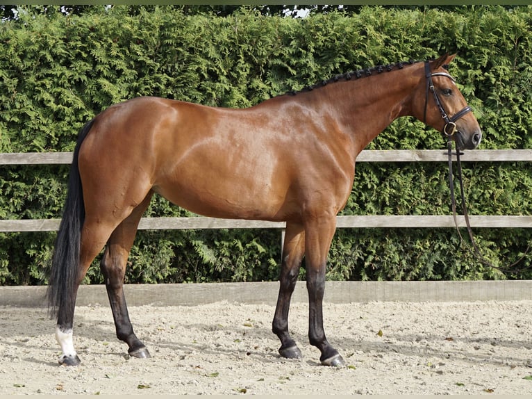 Oldenburger Springpaard Merrie 5 Jaar 167 cm Bruin in Lohne (Oldenburg)