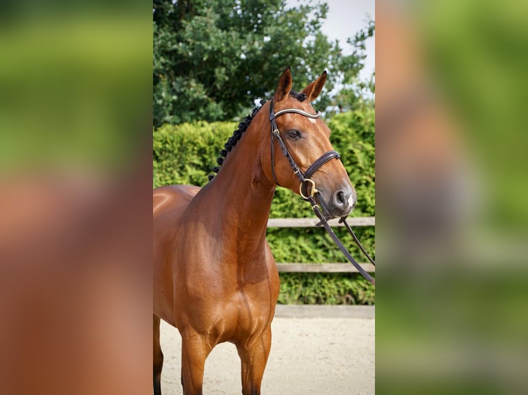 Oldenburger Springpaard Merrie 5 Jaar 167 cm Bruin in Lohne (Oldenburg)