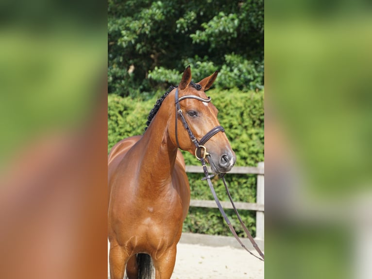 Oldenburger Springpaard Merrie 5 Jaar 167 cm Bruin in Lohne (Oldenburg)
