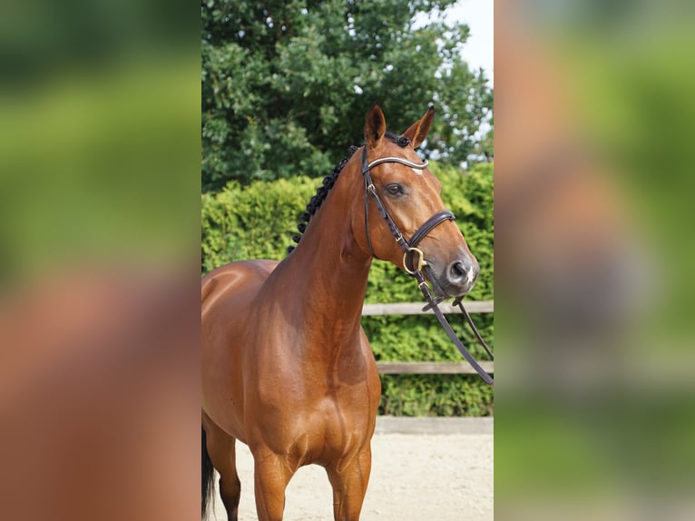 Oldenburger Springpaard Merrie 5 Jaar 167 cm Bruin in Lohne (Oldenburg)