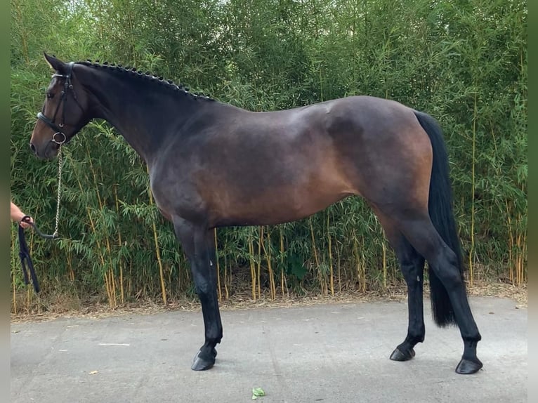 Oldenburger Springpaard Merrie 5 Jaar 167 cm Zwartbruin in Rietz Neuendorf