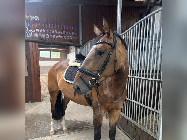 Oldenburger Springpaard Merrie 5 Jaar 168 cm Bruin in Struth