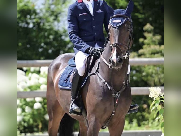 Oldenburger Springpaard Merrie 5 Jaar 168 cm Donkerbruin in Ganderkesee
