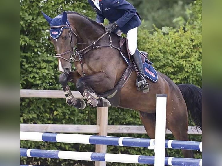 Oldenburger Springpaard Merrie 5 Jaar 168 cm Donkerbruin in Ganderkesee